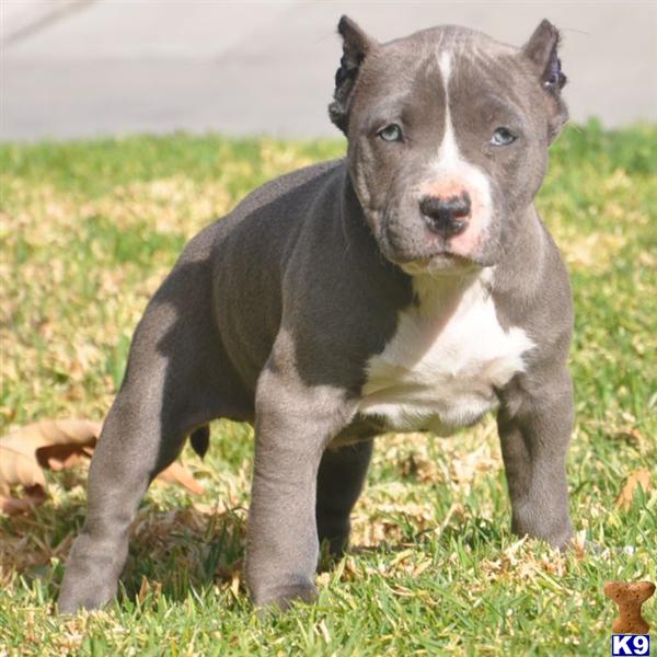 Puppies in CA